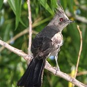 Phainopepla